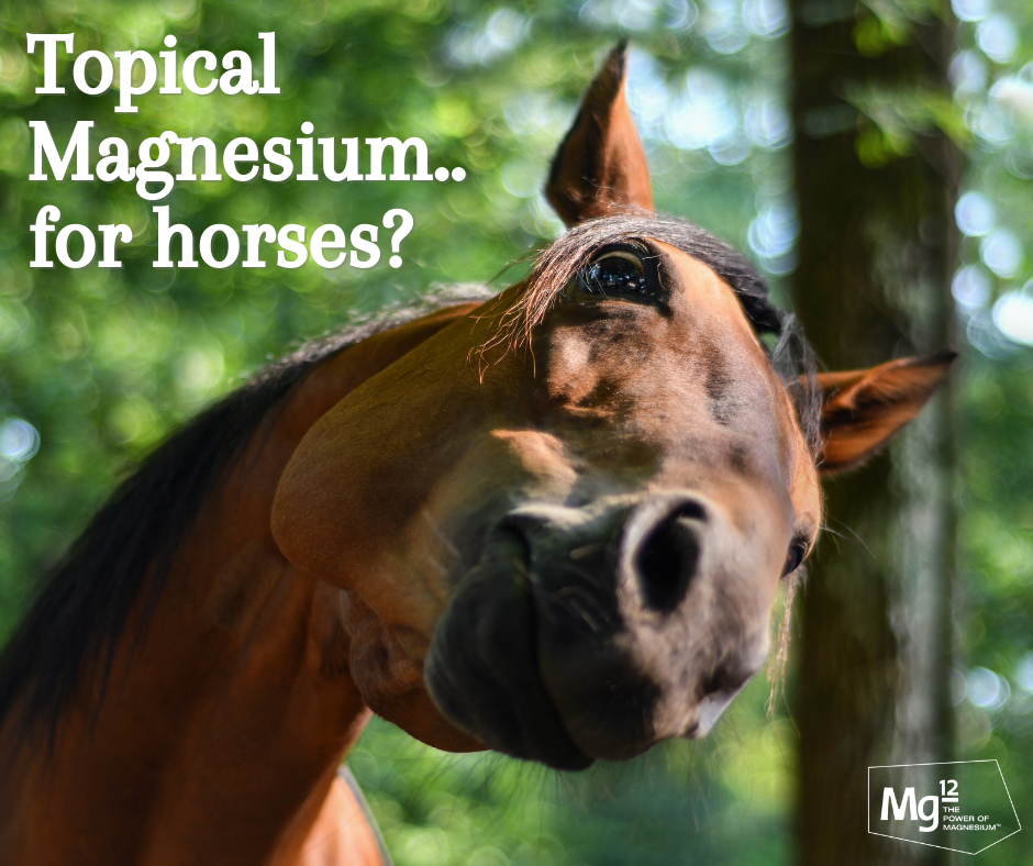 The Benefits of Transdermal Magnesium for Horses